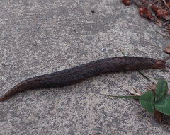 Stylommatophora