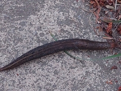 Stylommatophora
