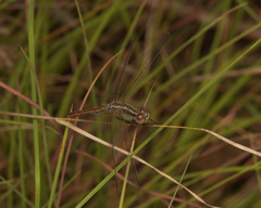 Diplacodes bipunctata