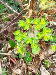 Euphorbia helioscopia