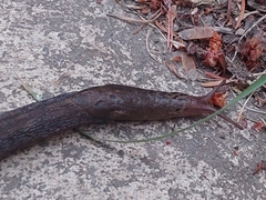 Stylommatophora