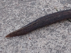 Stylommatophora