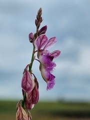 Polygala hottentotta