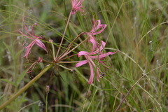 Nerine krigei