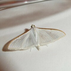 Palpita margaritacea