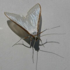 Palpita margaritacea