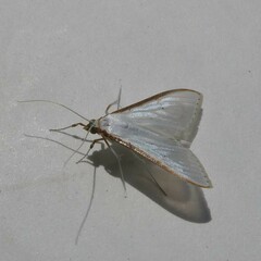 Palpita margaritacea