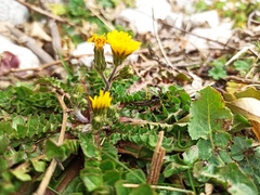 Hyoseris radiata