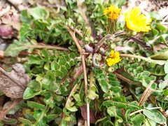 Hyoseris radiata