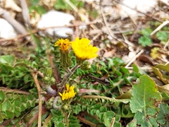 Hyoseris radiata