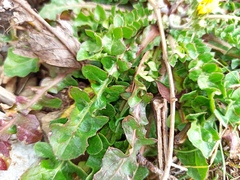 Hyoseris radiata