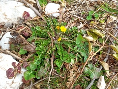 Hyoseris radiata