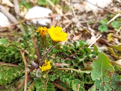 Hyoseris radiata
