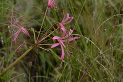Nerine krigei