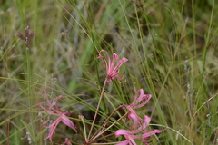 Nerine krigei