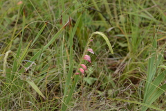 Gladiolus crassifolius