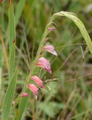 Gladiolus crassifolius