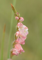 Gladiolus crassifolius