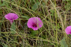 Ipomoea crassipes