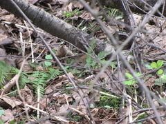 Clethrionomys glareolus