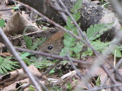 Clethrionomys glareolus