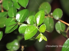Damnacanthus indicus