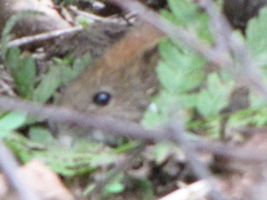 Clethrionomys glareolus