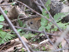 Clethrionomys glareolus