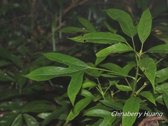 Dendropanax dentiger