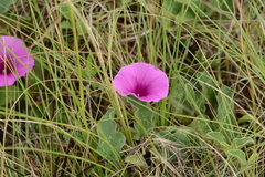 Ipomoea crassipes
