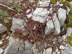 Petrosedum ochroleucum