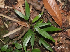 Dendropanax dentiger