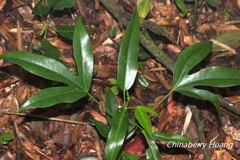 Dendropanax dentiger