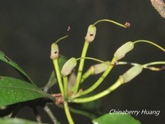 Rhododendron formosanum