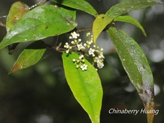 Viburnum integrifolium