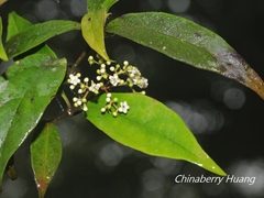 Viburnum integrifolium