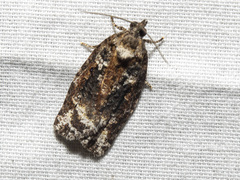 Thrincophora signigerana
