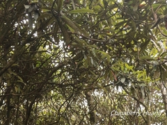 Rhododendron formosanum