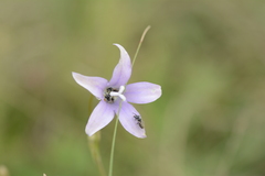 Wahlenbergia undulata