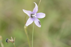Wahlenbergia undulata