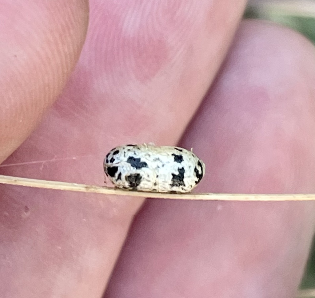 Charops from William St, Koo Wee Rup, VIC, AU on February 20, 2023 at