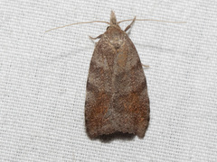 Tortricopsis euryphanella