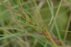 Wahlenbergia undulata