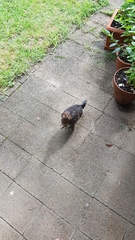 Alectura lathami lathami