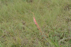 Gladiolus crassifolius