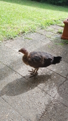 Alectura lathami lathami