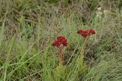 Crassula alba