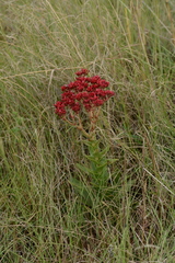 Crassula alba
