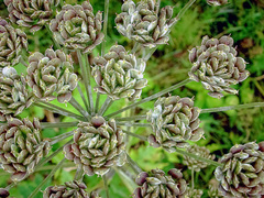 Tordylieae
