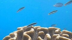 Thalassoma amblycephalus